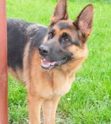 Chloe – Dt. Schäferhund, Weibchen, Alter unbekannt, 13057 Berlin – Foto 3