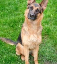 Chloe – Dt. Schäferhund, Weibchen, Alter unbekannt, 13057 Berlin – Foto 4