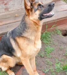 Chloe – Dt. Schäferhund, Weibchen, Alter unbekannt, 13057 Berlin – Foto 5