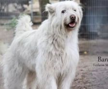 Jimmy-Lee – Shibainu-Labrador-Mix, Männchen, 10 Jahre, 39576 Stendal – Foto 17