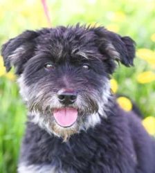 Charly – Terrier-Mix, Männchen, 4 Jahre, 13057 Berlin – Foto 2
