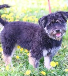 Charly – Terrier-Mix, Männchen, 4 Jahre, 13057 Berlin – Foto 3
