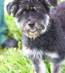 Charly – Terrier-Mix, Männchen, 4 Jahre, 13057 Berlin – Foto 4
