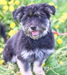 Charly – Terrier-Mix, Männchen, 4 Jahre, 13057 Berlin – Foto 5