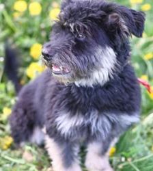 Charly – Terrier-Mix, Männchen, 4 Jahre, 13057 Berlin – Foto 6