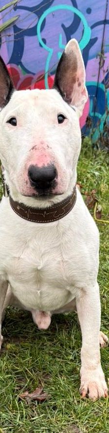 Hobbs – Bullterrrier, Männchen, 8 Jahre 7 Monate, 50969 Köln-Zollstock – Foto 1