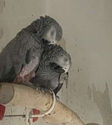 Darwin – Graupapagei, Männchen, 26 Jahre, 13057 Berlin – Foto 4