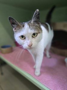 Luna – Europäisch Kurzhaar, Weibchen, 1 Jahr, 97525 Schwebheim – Foto 1