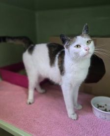 Luna – Europäisch Kurzhaar, Weibchen, 1 Jahr, 97525 Schwebheim – Foto 2