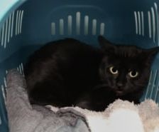 Liesbeth – Katze, Weibchen, 5 Jahre, 39576 Stendal – Foto 14