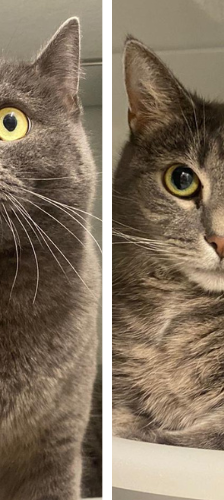 Amboss – Hauskatze, Männchen, 4 Jahre, 28357 Bremen – Foto 1
