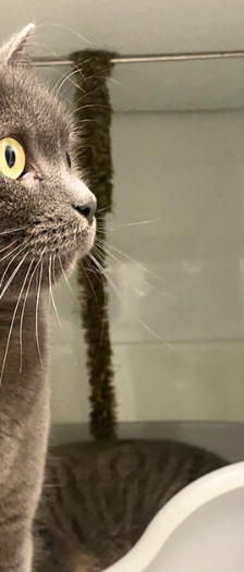 Amboss – Hauskatze, Männchen, 4 Jahre, 28357 Bremen – Foto 2