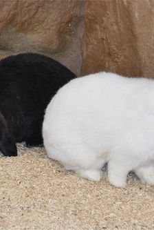 Samira – Widdermix-Zwergkaninchen, Weibchen, Alter unbekannt, 90537 Feucht – Foto 4