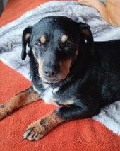 Ela – Mischling, Weibchen, 1 Monat, 70195 Stuttgart-Botnang – Foto 1