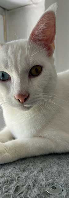 Pasha – Angora-Mix, Männchen, 9 Monate, 82031 Grünwald – Foto 2