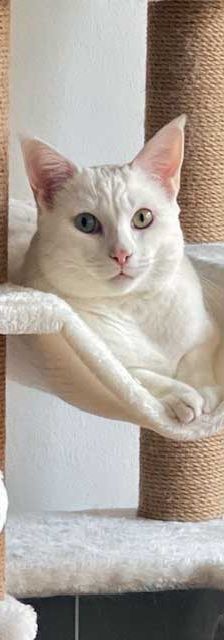 Pasha – Angora-Mix, Männchen, 9 Monate, 82031 Grünwald – Foto 5