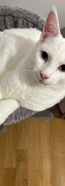 Pasha – Angora-Mix, Männchen, 9 Monate, 82031 Grünwald – Foto 6