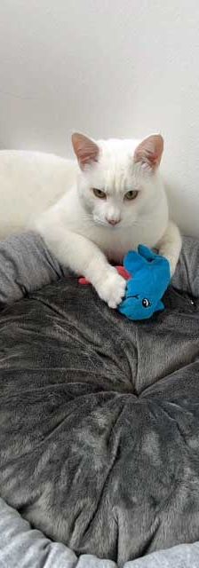 Pasha – Angora-Mix, Männchen, 9 Monate, 82031 Grünwald – Foto 7