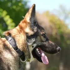 Balu – Schäferhund, Männchen, 12 Monate, 90537 Feucht – Foto 1
