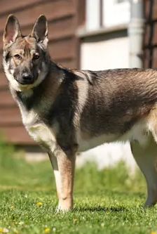 Balu – Schäferhund, Männchen, 12 Monate, 90537 Feucht – Foto 2