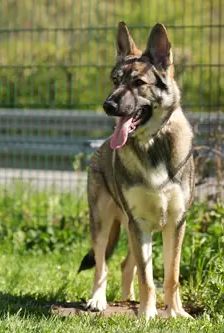 Balu – Schäferhund, Männchen, 12 Monate, 90537 Feucht – Foto 3