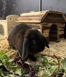 Lou – Widder, Weibchen, 3 Monate, 97525 Schwebheim – Foto 1