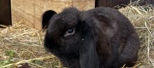 Lou – Widder, Weibchen, 3 Monate, 97525 Schwebheim – Foto 3