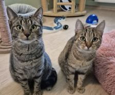 Selina – Katzendame, Weibchen, 3 Jahre, 39576 Stendal – Foto 5