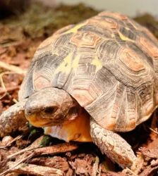 Alois Vera – Glattrand-Gelenkschildkröte, Weibchen, 2 Jahre 8 Monate, 13057 Berlin – Foto 2