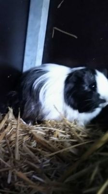 Bonnie – Meerschweinchen, Weibchen, 1 Jahr, 39576 Stendal – Foto 1
