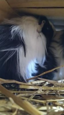 Bonnie – Meerschweinchen, Weibchen, 1 Jahr, 39576 Stendal – Foto 2