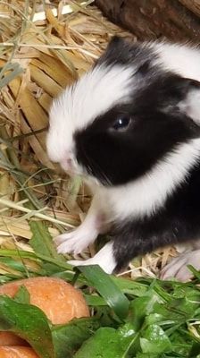 Bonnie – Meerschweinchen, Weibchen, 1 Jahr, 39576 Stendal – Foto 3
