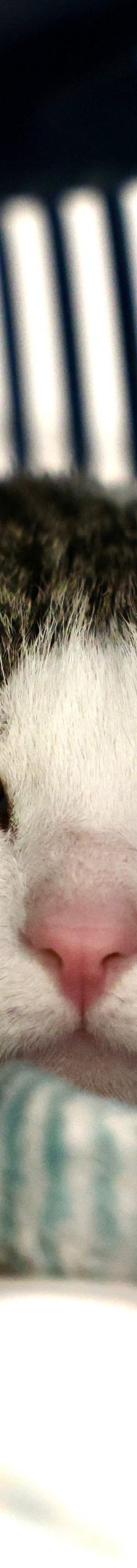 Horus – EKH, Männchen, 3 Jahre 5 Monate, 97816 Lohr – Foto 1
