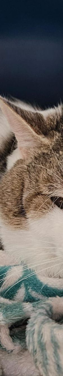 Horus – EKH, Männchen, 3 Jahre 5 Monate, 97816 Lohr – Foto 2
