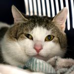 Horus – EKH, Männchen, 3 Jahre 5 Monate, 97816 Lohr – Foto 3