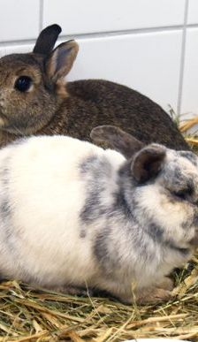Lupo – Zwergkaninchen, Männchen, 10 Jahre, 90537 Feucht – Foto 1