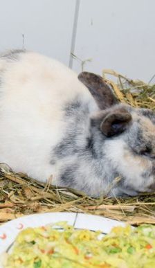 Lupo – Zwergkaninchen, Männchen, 10 Jahre, 90537 Feucht – Foto 4