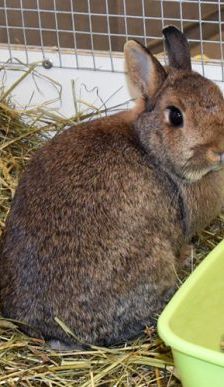 Lupo – Zwergkaninchen, Männchen, 10 Jahre, 90537 Feucht – Foto 5