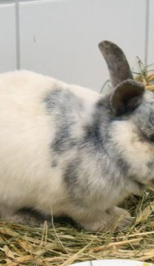 Lupo – Zwergkaninchen, Männchen, 10 Jahre, 90537 Feucht – Foto 6