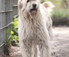 Spike – Hütehund-Mix, Männchen, 5 Jahre 8 Monate, 39576 Stendal – Foto 19