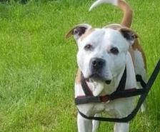 Spike – Hütehund-Mix, Männchen, 5 Jahre 8 Monate, 39576 Stendal – Foto 20