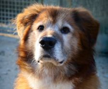 Baro – Mioritic, Männchen, 9 Jahre, 39576 Stendal – Foto 7