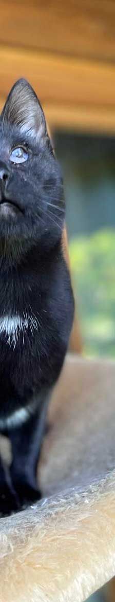 Susi – EKH, Weibchen, 5 Monate, 82031 Grünwald – Foto 3