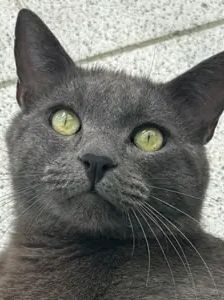 Bubu – BKH, Männchen, 1 Jahr, 90537 Feucht – Foto 1