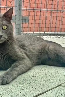 Bubu – BKH, Männchen, 1 Jahr, 90537 Feucht – Foto 2