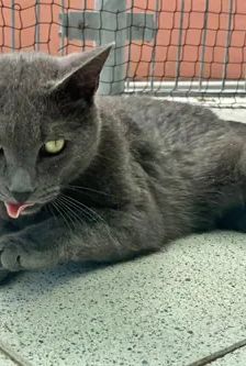Bubu – BKH, Männchen, 1 Jahr, 90537 Feucht – Foto 3