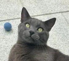 Bubu – BKH, Männchen, 1 Jahr, 90537 Feucht – Foto 4