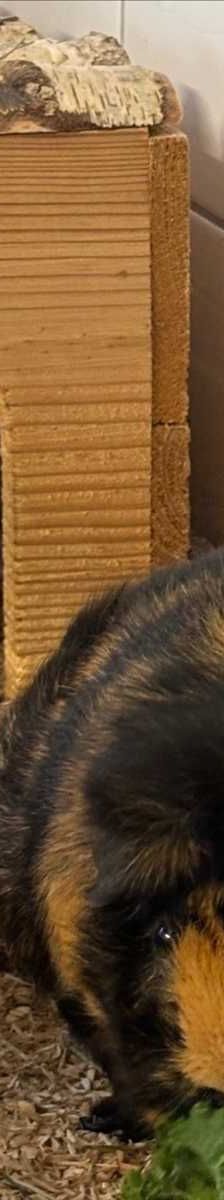 TEDDY – Rosettenmeerschweinchen, Männchen, 3 Jahre 9 Monate, 81829 München – Foto 1