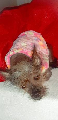 Lilly – Nackthund, Weibchen, 3 Jahre 7 Monate, 70195 Stuttgart-Botnang – Foto 3