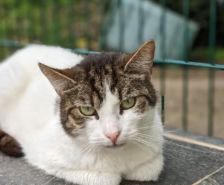 Mausi – Unknown, Weibchen, 1 Jahr, 39576 Stendal – Foto 19